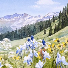 Mt Meadow