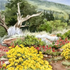 Rock Garden
