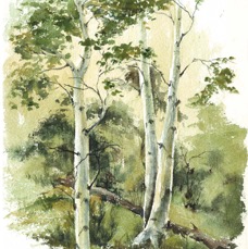 Summer Aspen