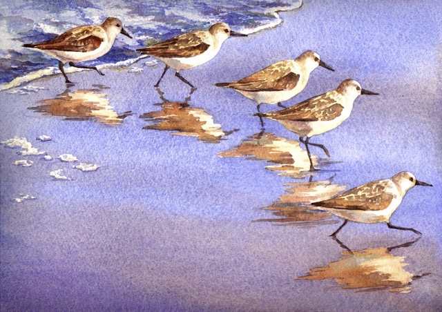 Sandpipers