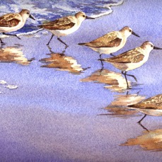 Sandpipers