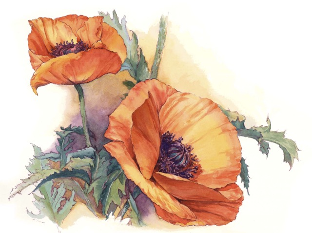 Golden Poppies