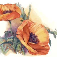 Golden Poppies