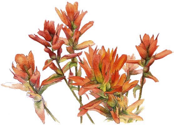 Indian Paintbrush