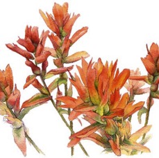 Indian Paintbrush