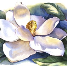 Magnolia