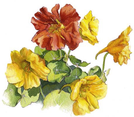 Nasturtiums