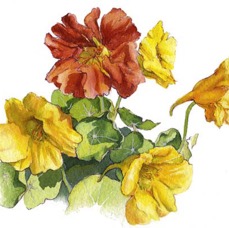 Nasturtiums