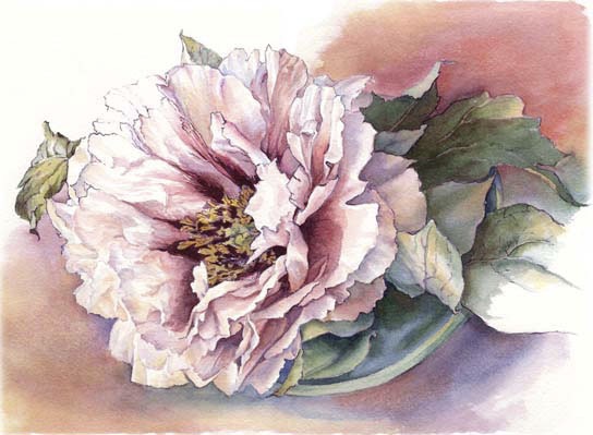 Peonie