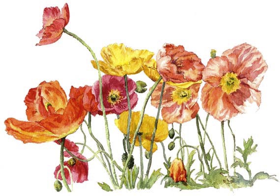 Roundabout Poppies