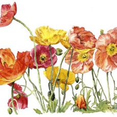 Roundabout Poppies