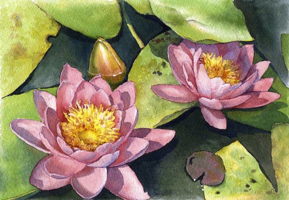 Water Lilies