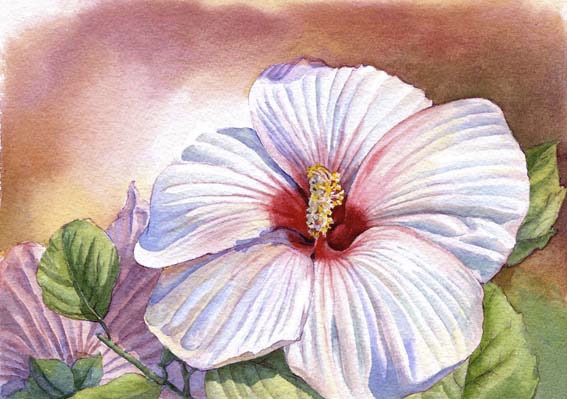 White Hibiscus