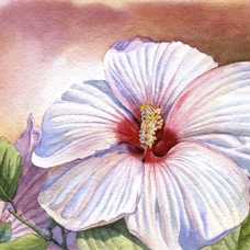 White Hibiscus