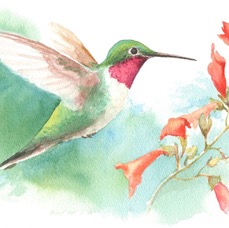 Hummer
