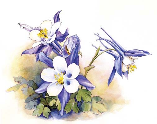 Columbines