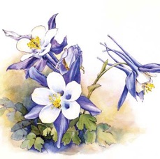 Columbines