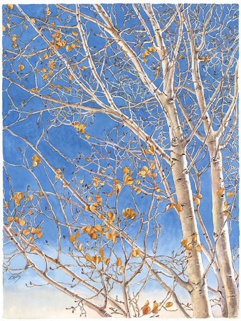 Aspen Lace