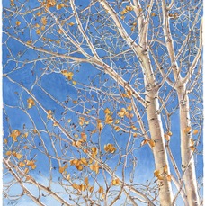 Aspen Lace